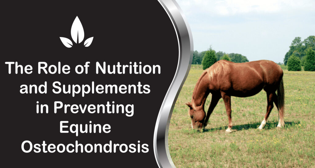 The Role of Nutrition and Supplements in Preventing Equine Osteochondrosis