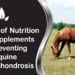 The Role of Nutrition and Supplements in Preventing Equine Osteochondrosis